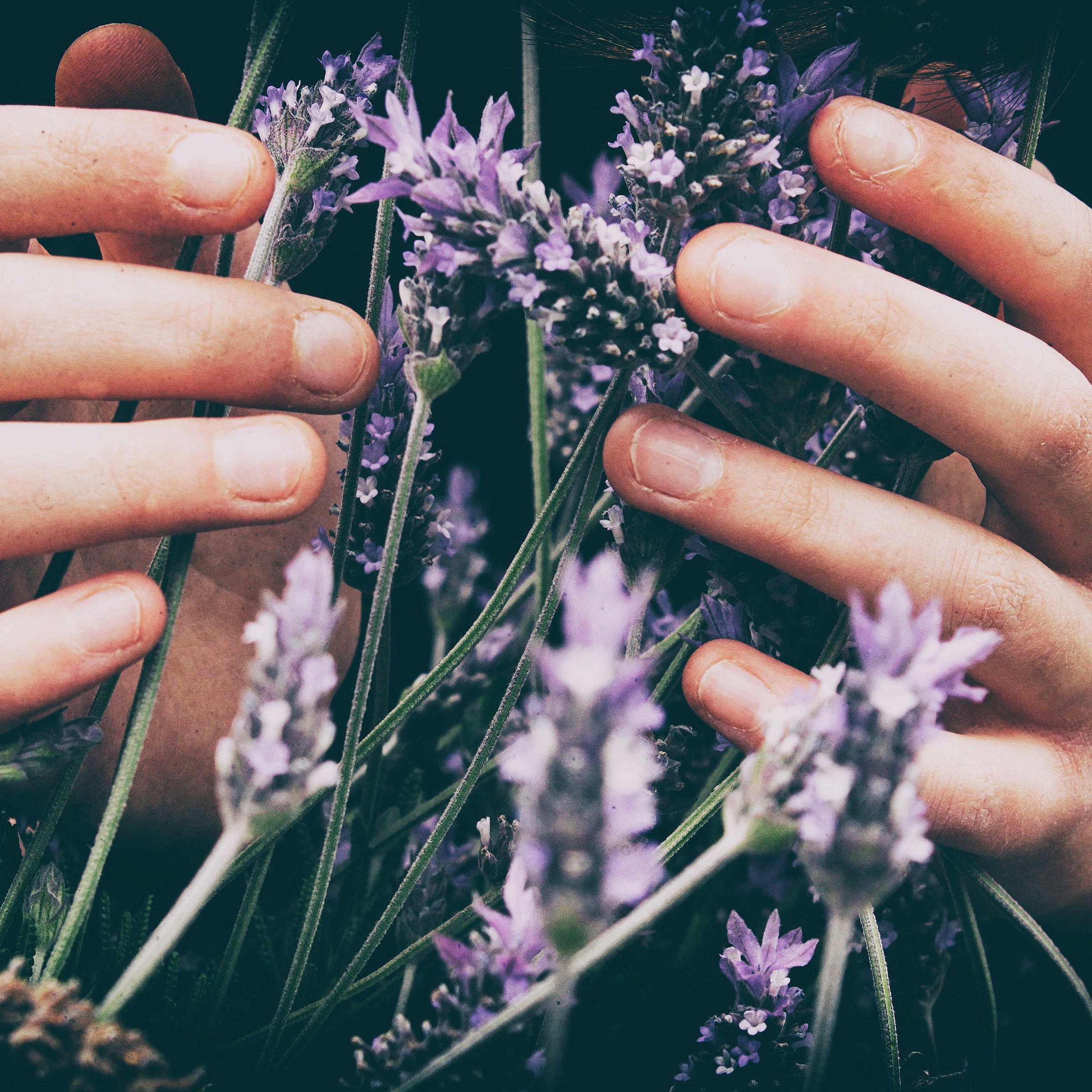 Der Notmütterdienst unterstützt dich, wenn du eine Pause brauchst. Hände, die Lavendel umschließen
