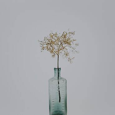 Pflanze mit dünnen, grünen Blättern in einer durchsichtigen, leeren Glasflasche.