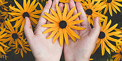 Zwei Hände halten eine Blume, im Hintergrund sind weitere Blumen zu sehen