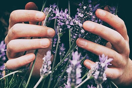 Zwei Hände halten lila Lavendel
